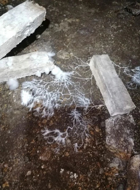 Mérule en vide sanitaire : photos réelles et que faire